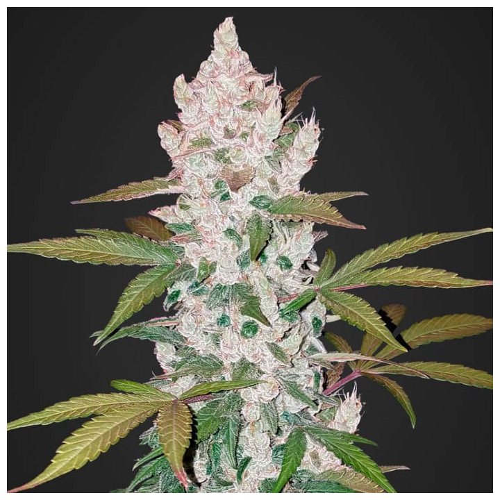 Girl Scout Cookies Auto | Fast Buds | Comprar semillas de marihuana