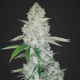 Gorilla Glue Auto | Fast Buds | Comprar Semillas de la mejor calidad
