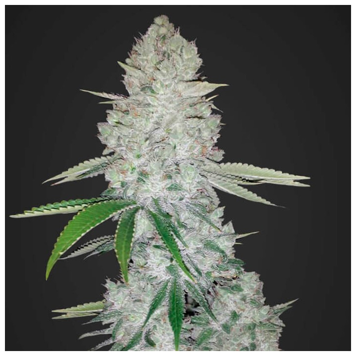 Gorilla Glue Auto | Fast Buds | Comprar Semillas de la mejor calidad