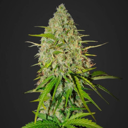 Grapefruit Auto | Fast Buds | Comprar semillas de marihuana