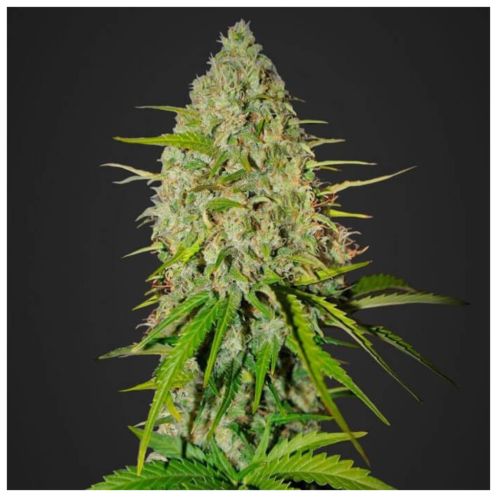 Grapefruit Auto | Fast Buds | Comprar semillas de marihuana