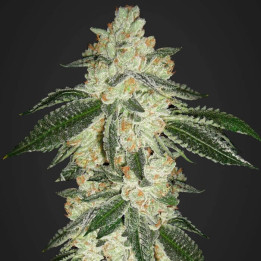Green Crack Auto | Fast Buds | Comprar Marihuana medicinal