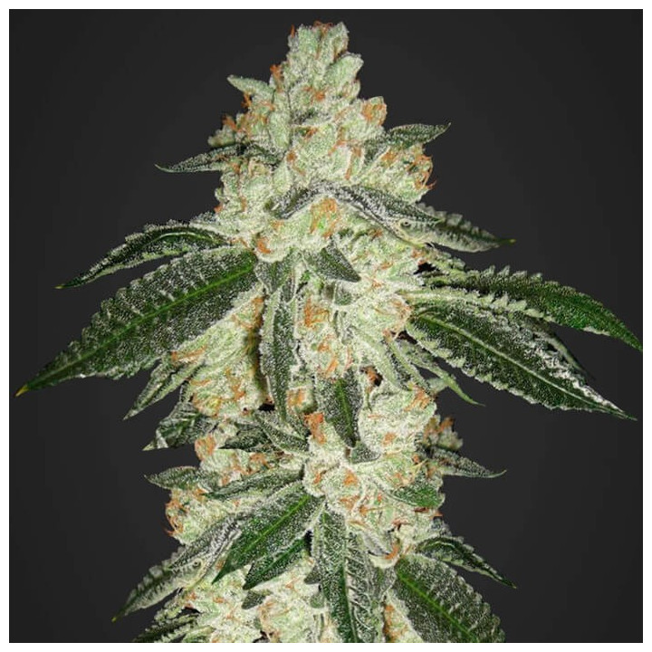 Green Crack Auto | Fast Buds | Comprar Marihuana medicinal