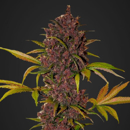 LSD-25 Auto | Fast Buds | Comprar semillas al mejor precio