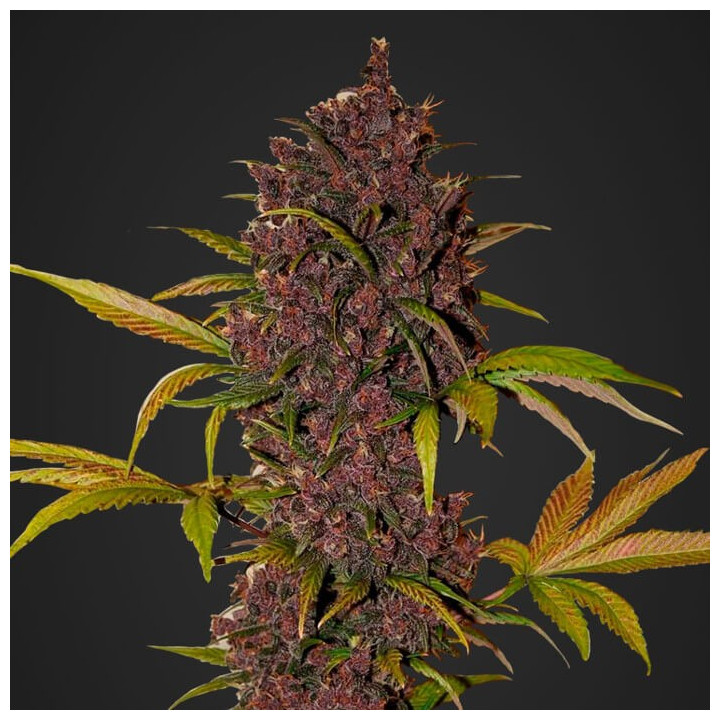 LSD-25 Auto | Fast Buds | Comprar semillas al mejor precio