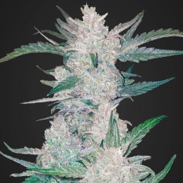 Mexican Airlines Auto | Fast Buds | Comprar semillas de la mejor calidad