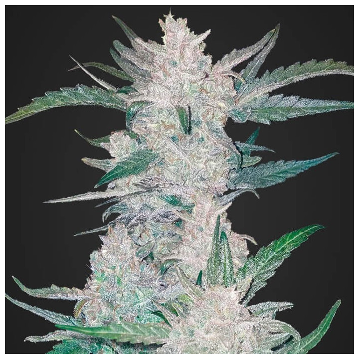 Mexican Airlines Auto | Fast Buds | Comprar semillas de la mejor calidad