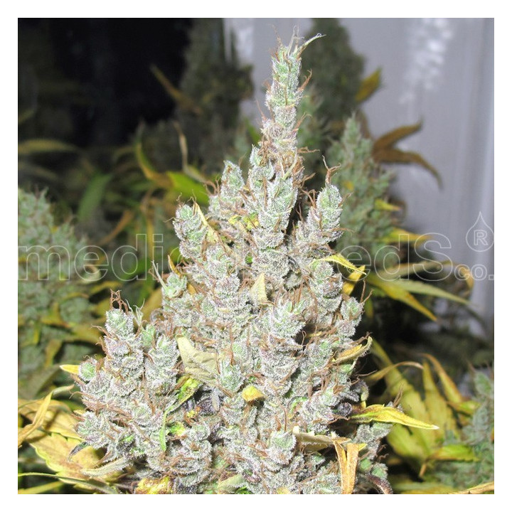 2046 (Medical Seeds)