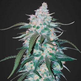 Pineapple Express Auto | Fast Buds | Comprar La mejor marihuana