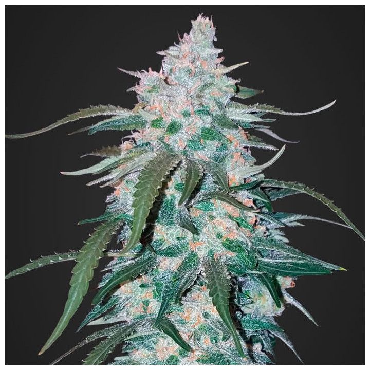 Pineapple Express Auto | Fast Buds | Comprar La mejor marihuana