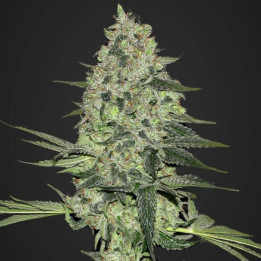 Rhino Ryder Auto | Fast Buds | Comprar Semillas de marihuana baratas