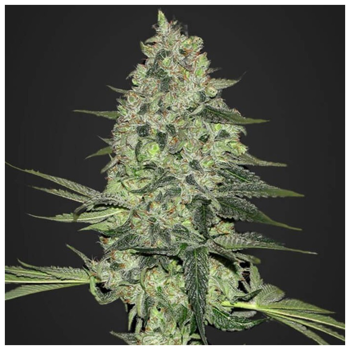 Rhino Ryder Auto | Fast Buds | Comprar Semillas de marihuana baratas
