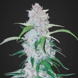 Six Shooter Auto | Fast Buds | Comprar Semillas de marihuana