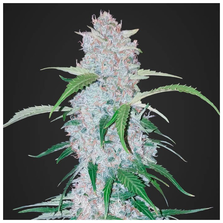 Six Shooter Auto | Fast Buds | Comprar Semillas de marihuana