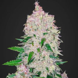 Stardawg Auto | Fast Buds | Comprar Semillas de marihuana
