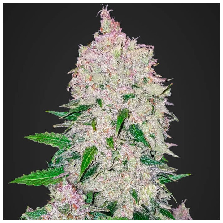 Stardawg Auto | Fast Buds | Comprar Semillas de marihuana
