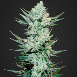 Tangie'matic | Fast Buds | Comprar Semillas de marihuana baratas