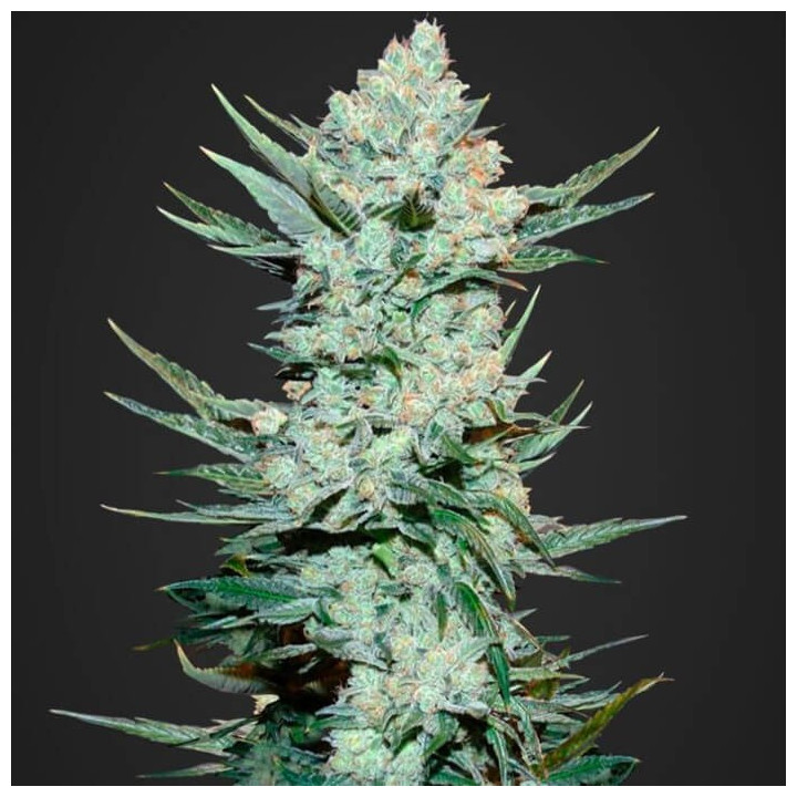Tangie'matic | Fast Buds | Comprar Semillas de marihuana baratas