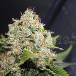 BCN Sour Diesel (Medical Seeds)