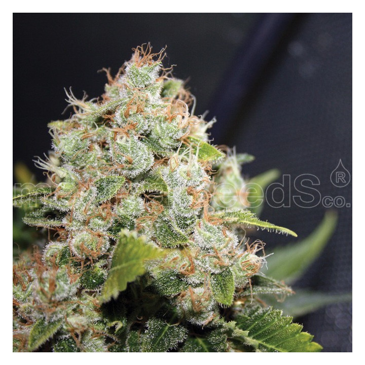 BCN Sour Diesel (Medical Seeds)