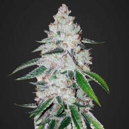 West Coast O.G. Auto | Fast Buds | Comprar Semillas de marihuana
