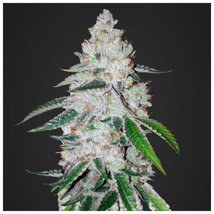 West Coast O.G. Auto | Fast Buds | Comprar Semillas de marihuana