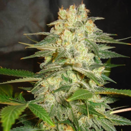 Afghan Kush Ryder | World of Seeds | Semillas de marihuana al mejor precio