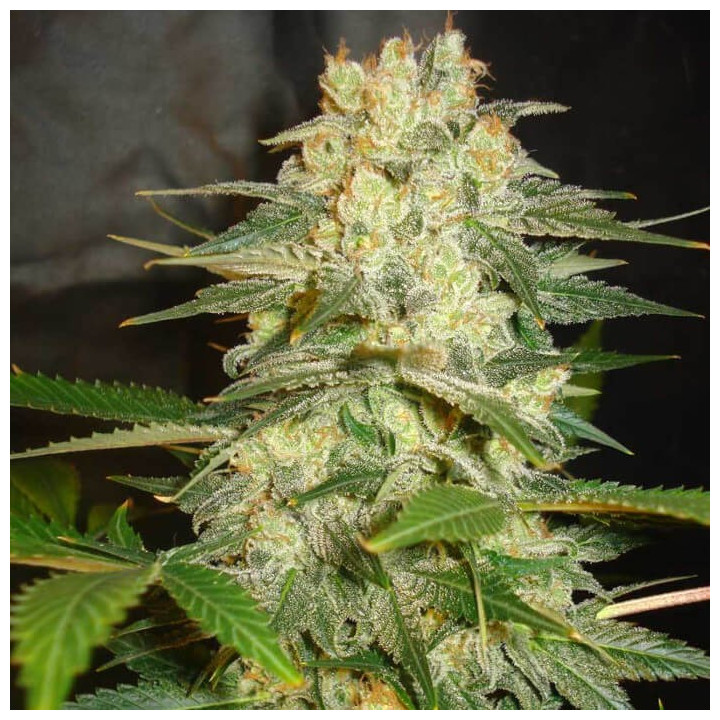 Afghan Kush Ryder | World of Seeds | Semillas de marihuana al mejor precio