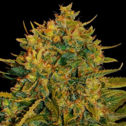 Northern Light X Big Bud Ryder | World of Seeds | Diosa Planta