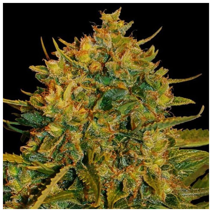 Northern Light X Big Bud Ryder | World of Seeds | Diosa Planta