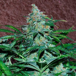 Amnesia Ryder | World of Seeds | Semillas de marihuana al mejor precio