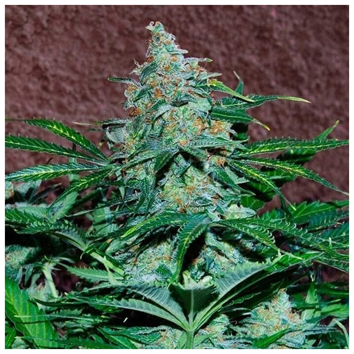 Amnesia Ryder | World of Seeds | Semillas de marihuana al mejor precio