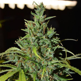 Neville Haze Ryder | World of Seeds | Semillas de marihuana al mejor precio