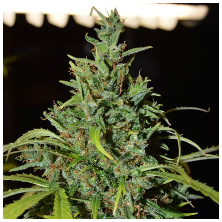 Neville Haze Ryder | World of Seeds | Semillas de marihuana al mejor precio