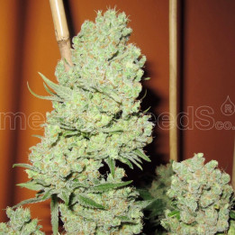 Channel + (Medical Seeds)