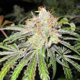 Deep Neville (Medical Seeds)