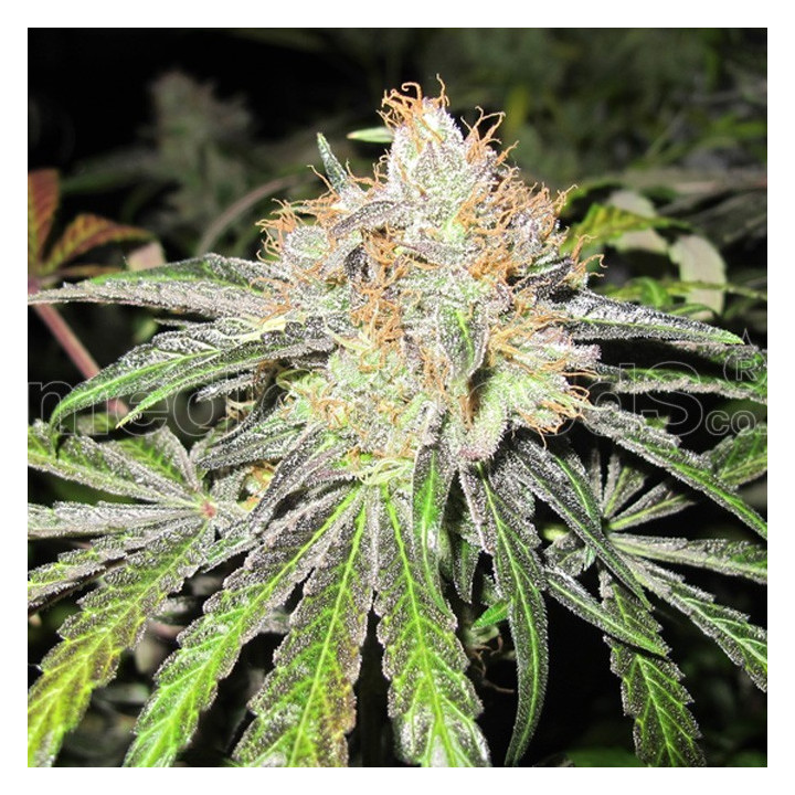 Deep Neville (Medical Seeds)
