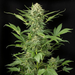 Auto Kong 4 | Paradise Seeds | Nº1 en venta de semillas de marihuana