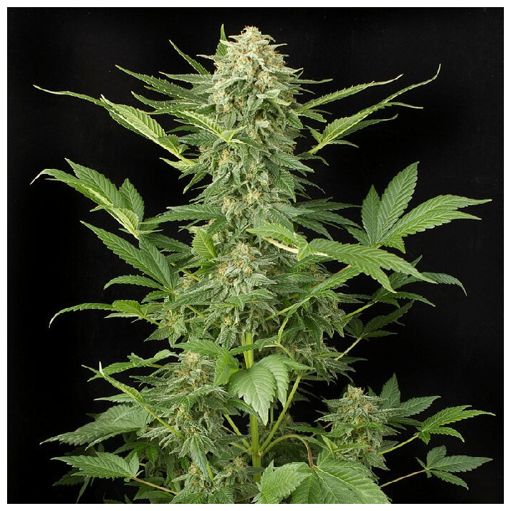 Auto Kong 4 | Paradise Seeds | Nº1 en venta de semillas de marihuana