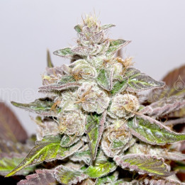 Mendocino Purple Kush (Medical Seeds)