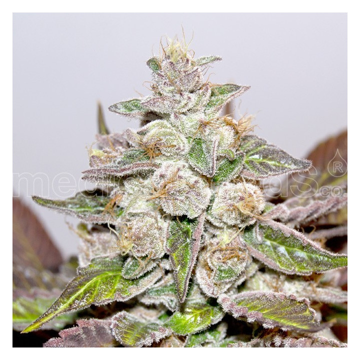 Mendocino Purple Kush (Medical Seeds)