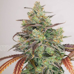 Y Griega CBD 2.0 | Medical Seeds | Semillas de marihuana de calidad baratas