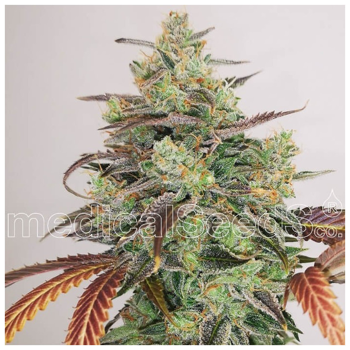 Y Griega CBD 2.0 | Medical Seeds | Semillas de marihuana de calidad baratas