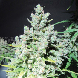 Malakoff (Medical Seeds)