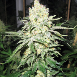 No Name (Medical Seeds)