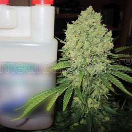 Prozak (Medical Seeds)