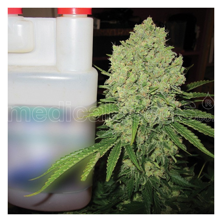 Prozak (Medical Seeds)