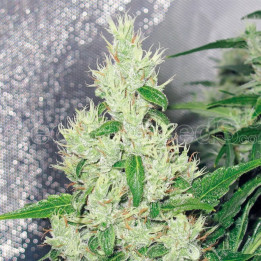 Y Griega (Medical Seeds)