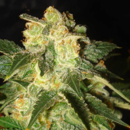 Pakistan Ryder | World of Seeds | Semillas de marihuana al mejor precio