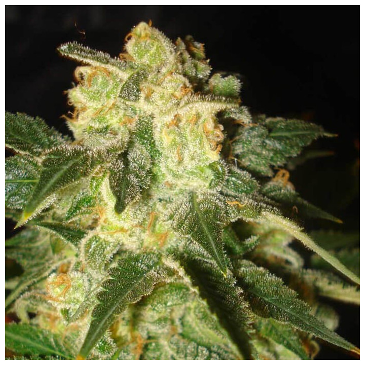 Pakistan Ryder | World of Seeds | Semillas de marihuana al mejor precio